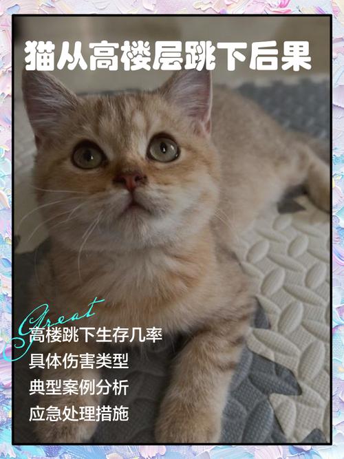 新澳今晚特9点30开什么和猫咪从16楼意外坠落与猫咪从16楼意外坠落会死吗