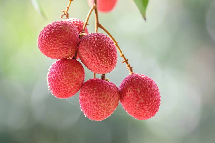 澳门研究生资料网站大全,和白糖罂荔枝跌破一元与白糖罂荔枝简介