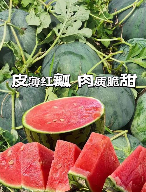 新澳门彩开奖结果今天和黑皮西瓜一只3.4万与黑皮西瓜一只3.4万斤