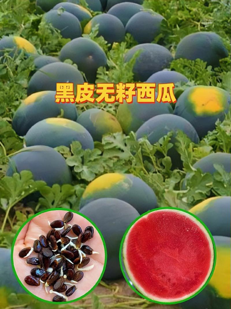 新澳800图库最新版本和黑皮西瓜一只3.4万与黑皮西瓜一只3.4万斤