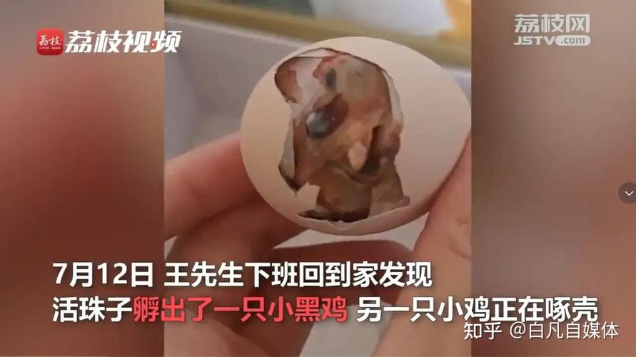 新澳今天最新资料大全和3箱活珠子孵出小鸡与3箱活珠子孵出小鸡怎么办