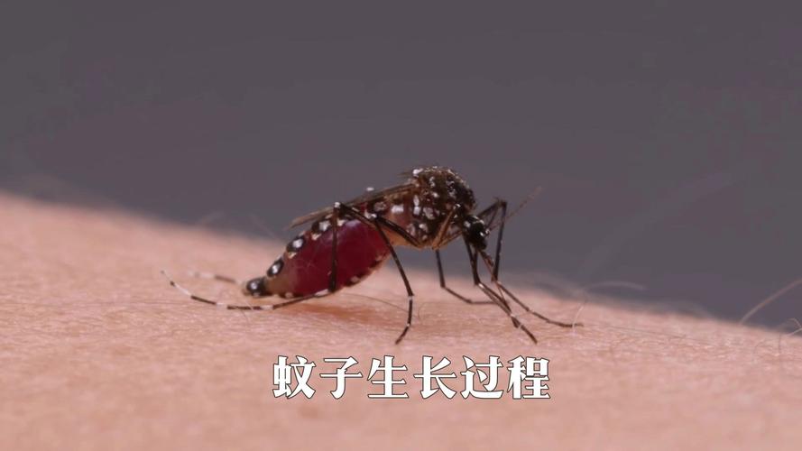 2025年天天彩资料大全和喝隔夜水发现蚊子卵与喝隔夜水发现蚊子卵怎么办